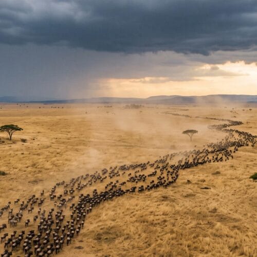 Wildebeest migration across the Serengeti on a Kenya Tanzania Zanzibar safari